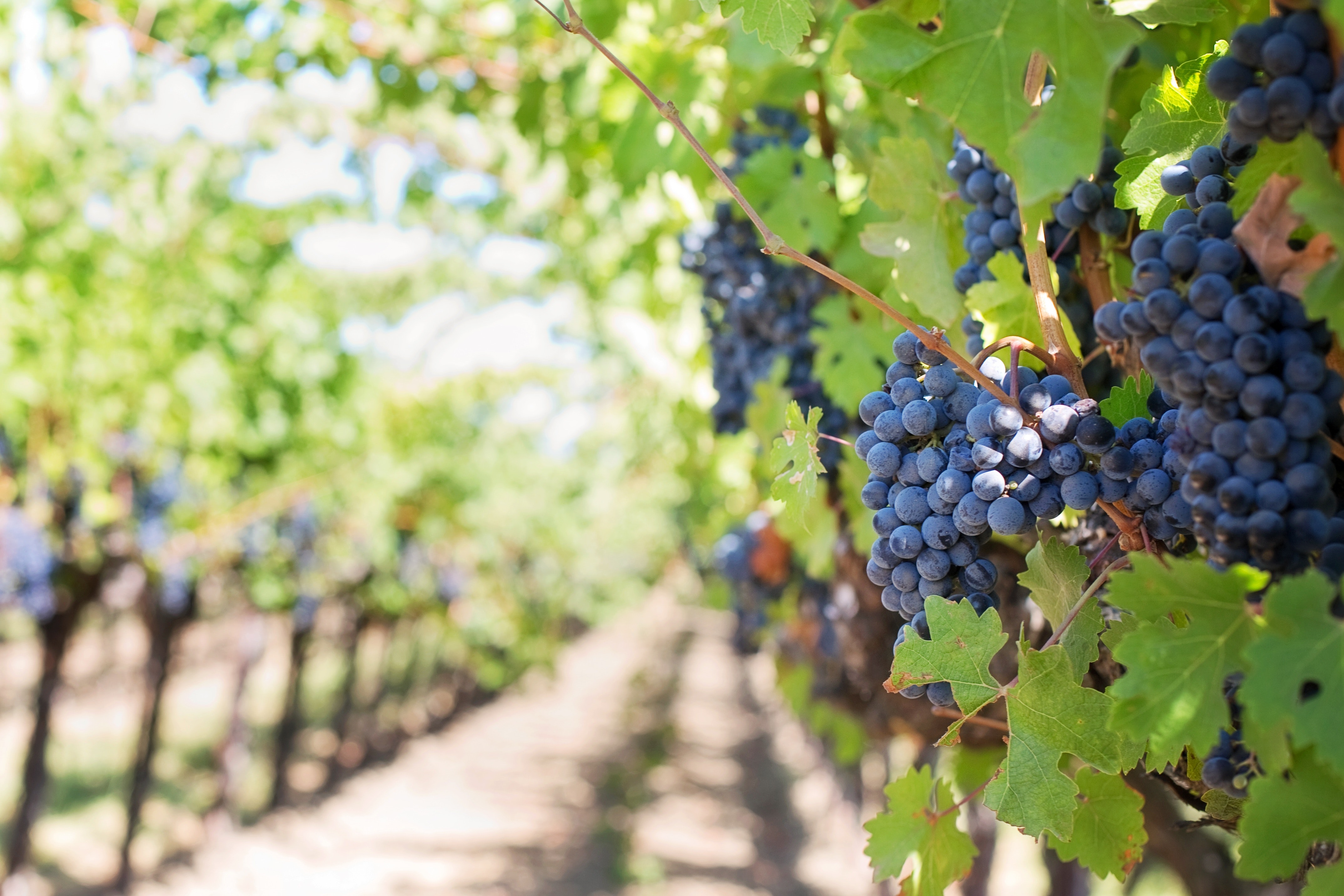 TOP 10 Länder: Export von Trauben
<p>Chile ist führend beim Export von frischen Trauben gemessen am Ausfuhrwert. Die USA und Italien folgen im Jahr 2019 weit dahinter als die global nächst wichtigsten Traubenexporteure. Der weltweite Exportmarkt dieser Obstfrucht summierte sich 2019 dabei auf rund 7,5 Milliarden Euro. </p>
Verwendung der Trauben
<p>Man unterscheidet für den Direktverzehr vorgesehene Tafeltrauben und Weintrauben, welche speziell für die Weinproduktion bestimmt sind. Es existieren rund 10.000 Rebsorten - beispielsweise welche mit grünen gelben, blauen und roten Beeren oder auch die zum Verzehr beliebten kernlosen Sorten. Neben der Weinherstellung