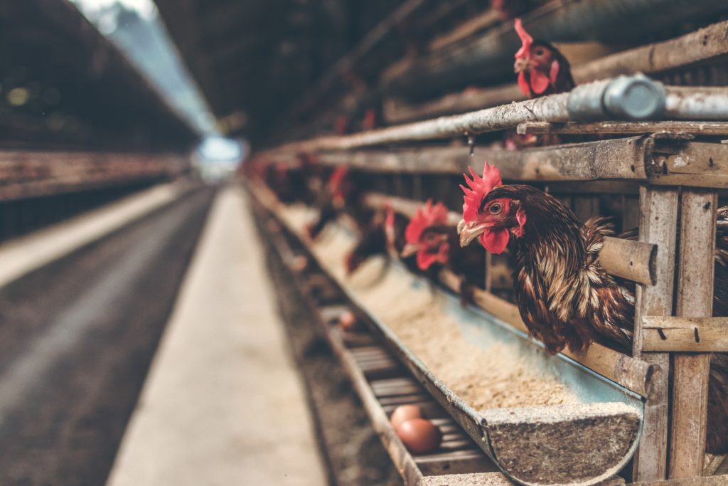 Hühnereiexporte nach Land 