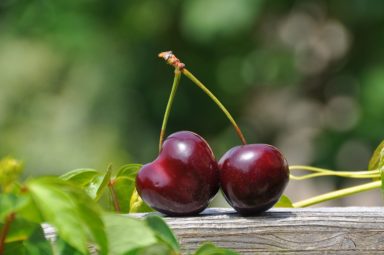 TOP10 Export Kirschen nach Land