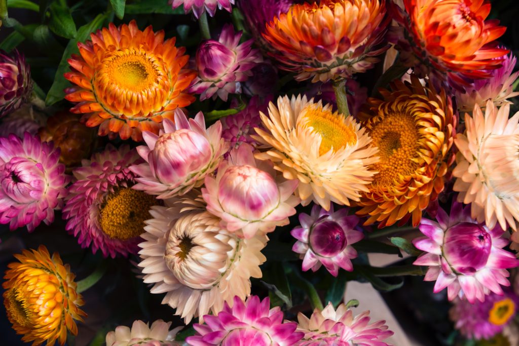 TOP10 Export von Schnittblumen nach Land 