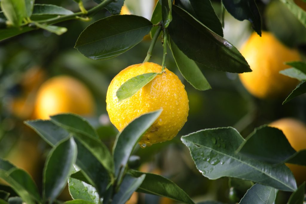 TOP10 Exportländer von Zitronen nach Ausfuhrwert